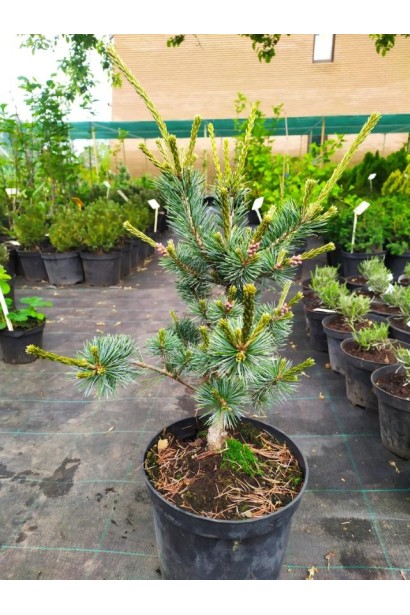 Сосна дрібноквіткова Негіші  -  3л/вис.30-40см/Ø20-30см